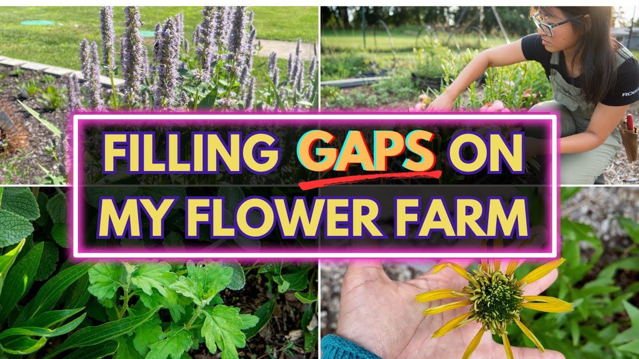 4 underrated perennials for cut flowers