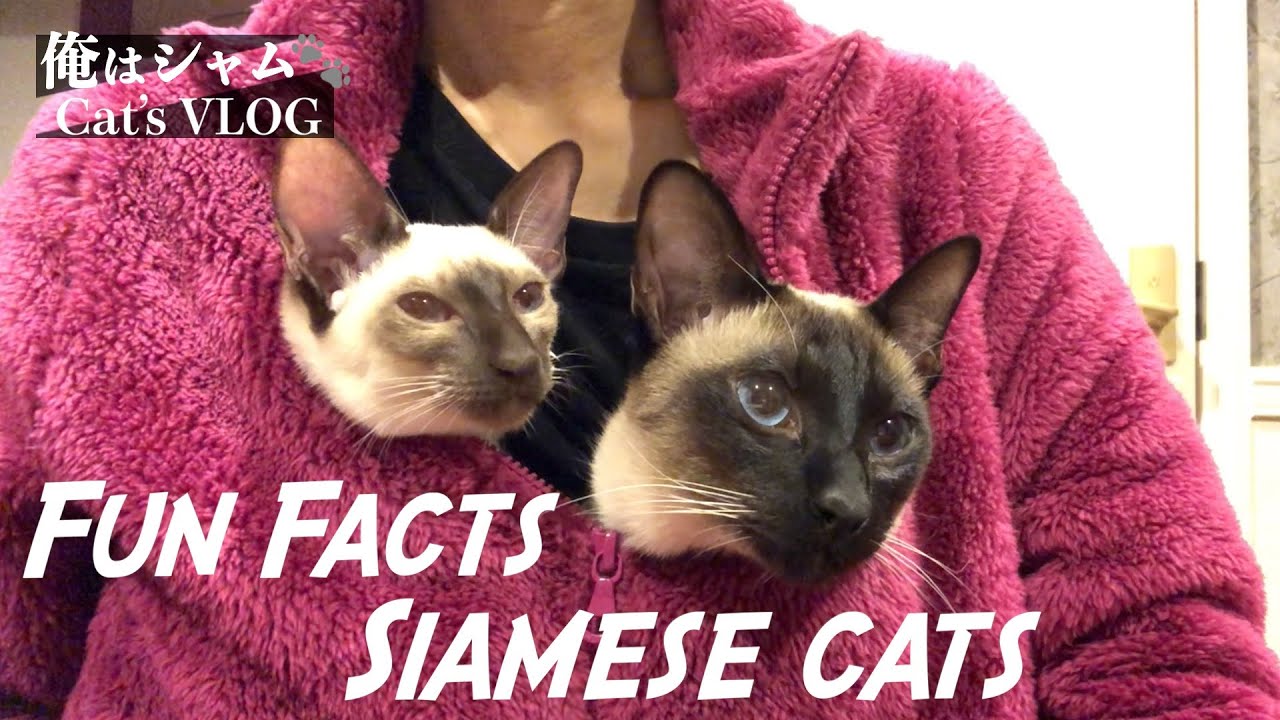 Смешные кошки😹 7 забавных фактов о сиамских кошках, которых вы не знали