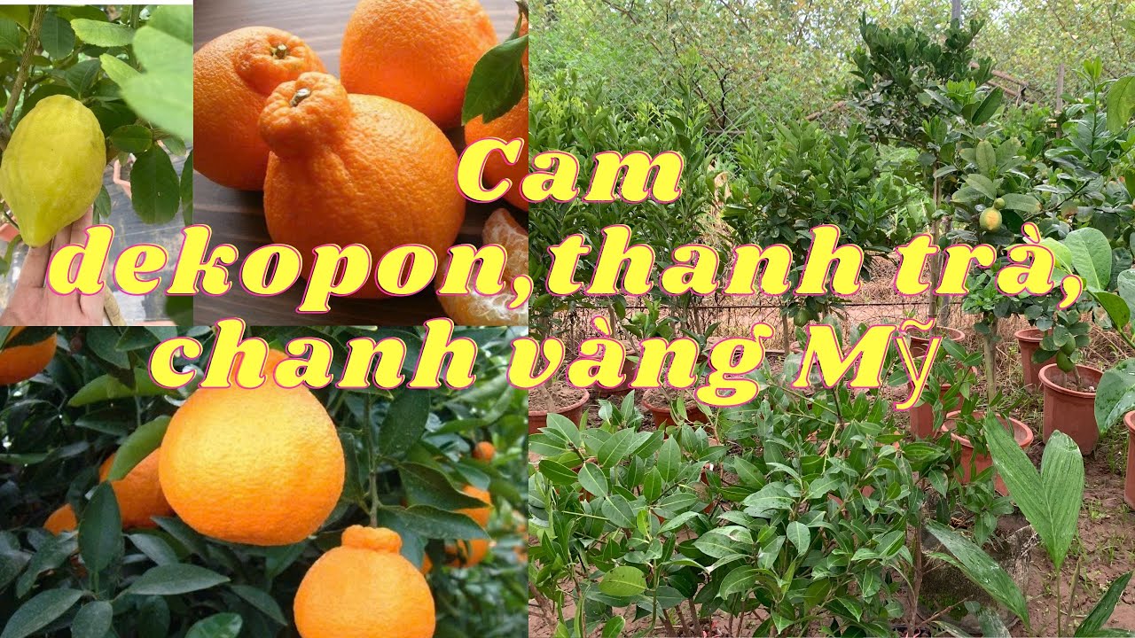 10-8-2023 cam Nhật DEKOPON ( quýt SUMO)  mới về, chanh vàng Mỹ siêu trái , và nhiều cây nhập khẩu