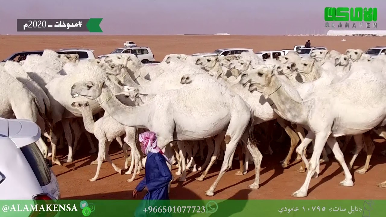 مسيرة منقية عريمان بن محسن الدويخ الدوسري في فئة 100 وضح مهرجان الملك عبد العزيز للإبل 4