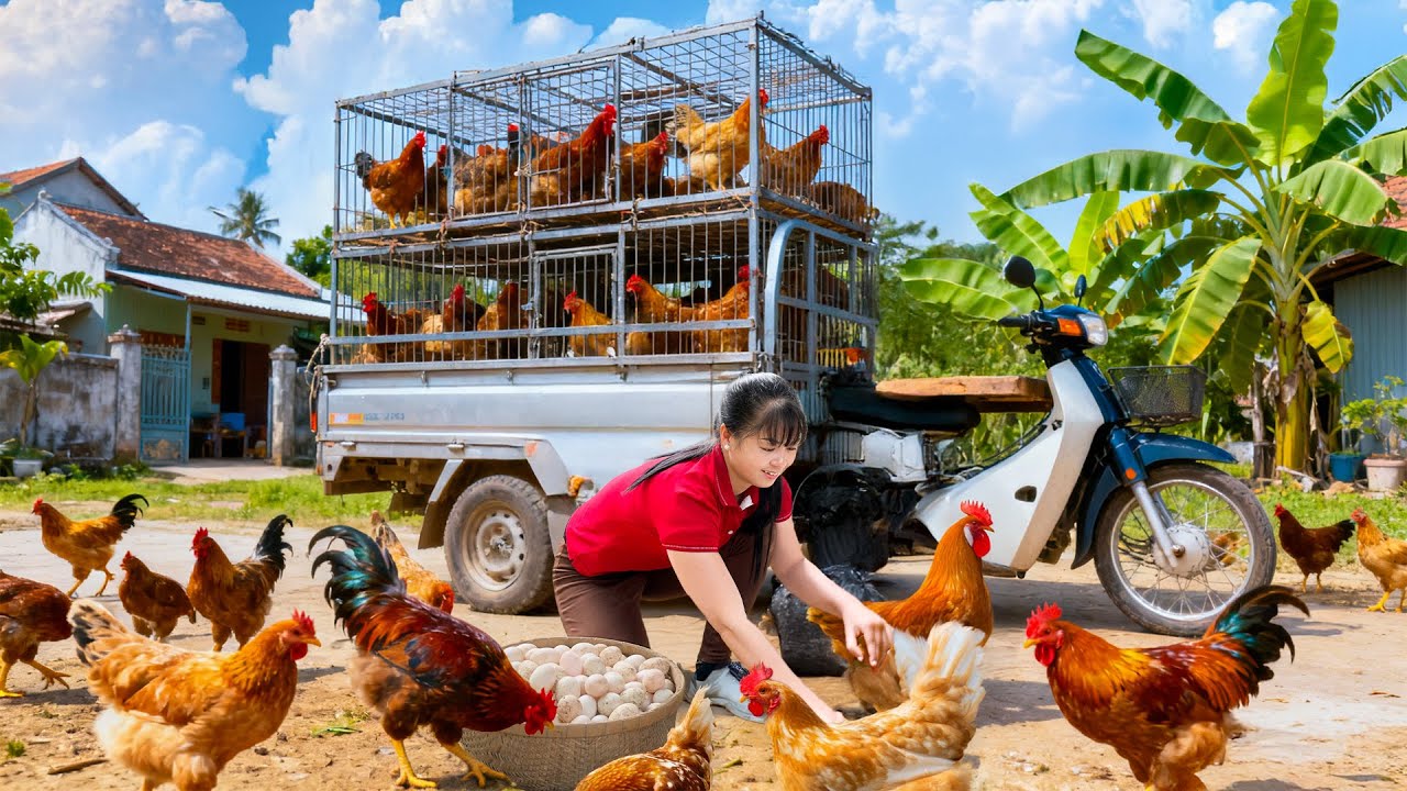 TIMELAPSE -- Harvesting 1000+ Chickens Use 3-Wheeled Truck, Go to Market Sell & Take Care of Animals