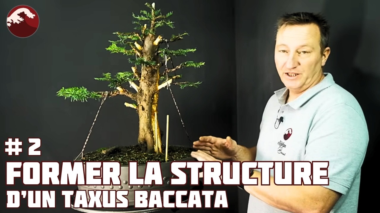 КАК ФОРМИРОВАТЬ ХЕДЖОВОЕ НАЛОГ В БОНСАЕ? 🌱 НЕДЖИКАН БОНСАЙ 🌱