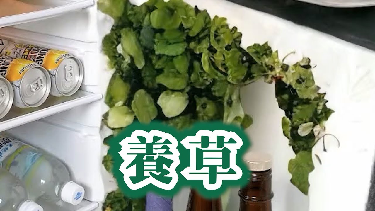 【にじさんじ/彩虹社/赤城ウェン】那個在冰箱養草的男人的初配信精華