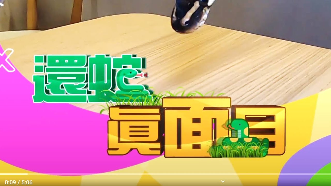 【還蛇真面目】 寵物蛇「球蟒」 達人幫客製配色 八大民生新聞 2020110515