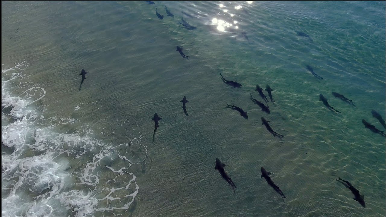 Hundreds Of Leopard Sharks Gather At La Jolla Shores, San Diego 4K,  DJI Phantom 4 - 2 miles flight