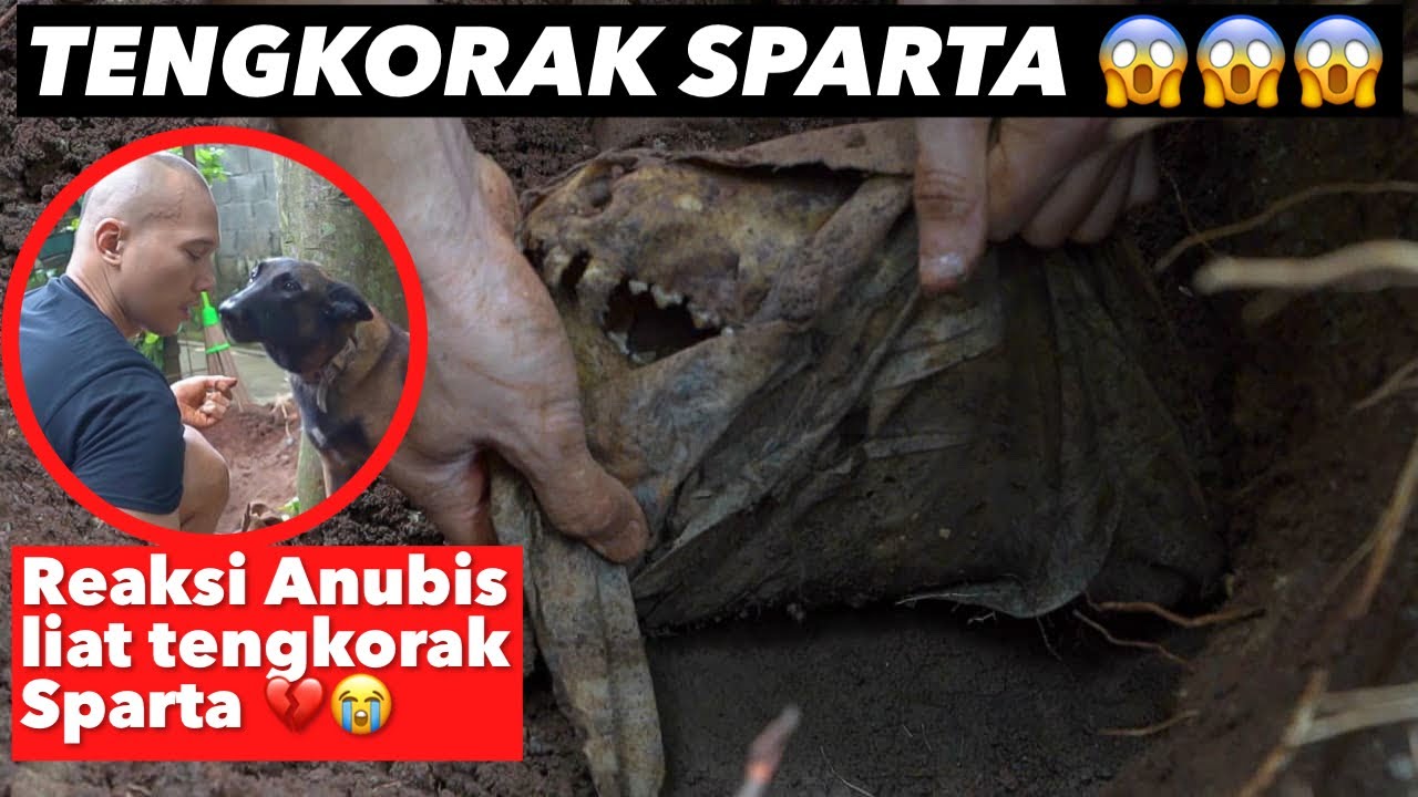 MENAKJUBKAN! SETELAH 2,5 TAHUN KEPERGIAN SPARTA..