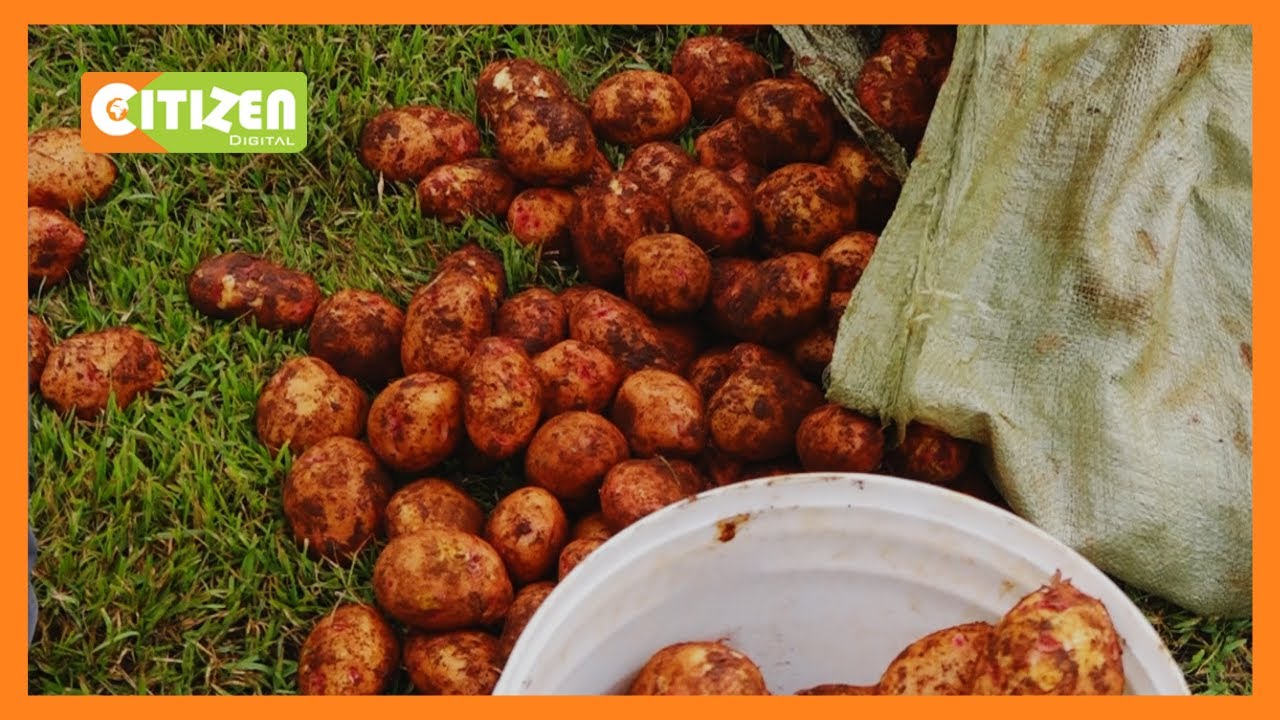 | SMART FARM | Farmer cultivating high yielding potato seeds in Nyandarua