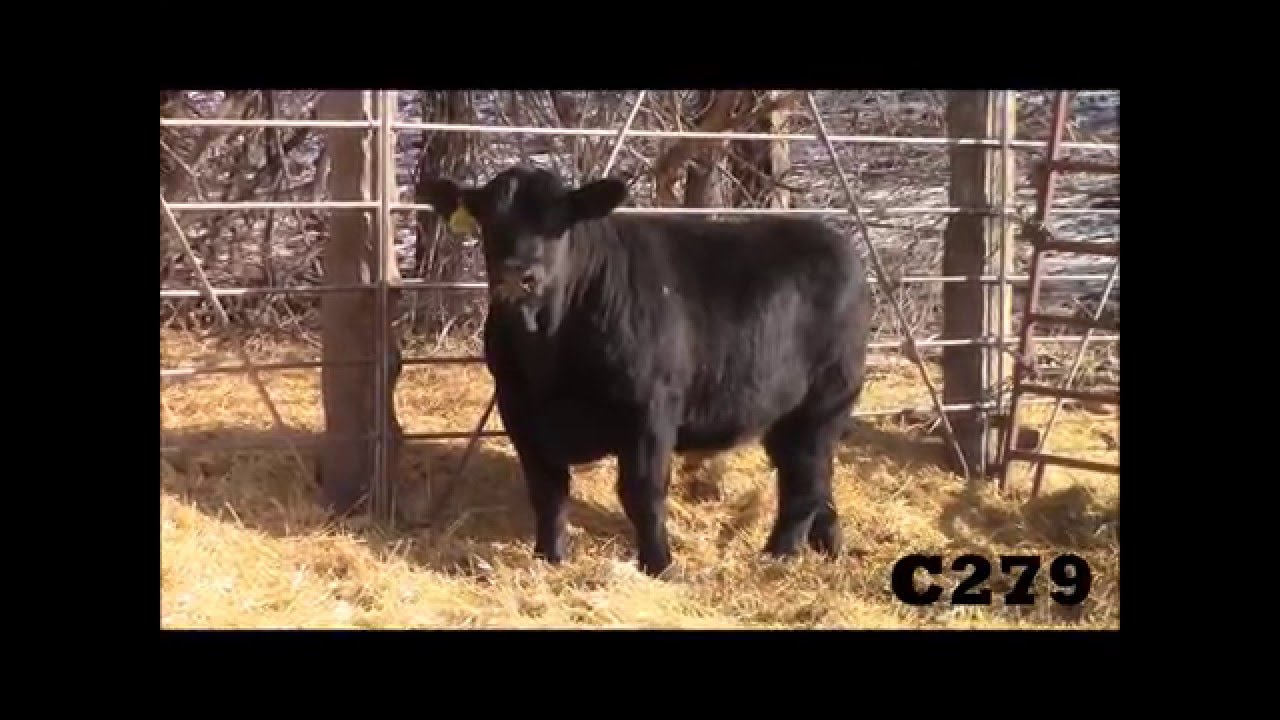 C279 Bull