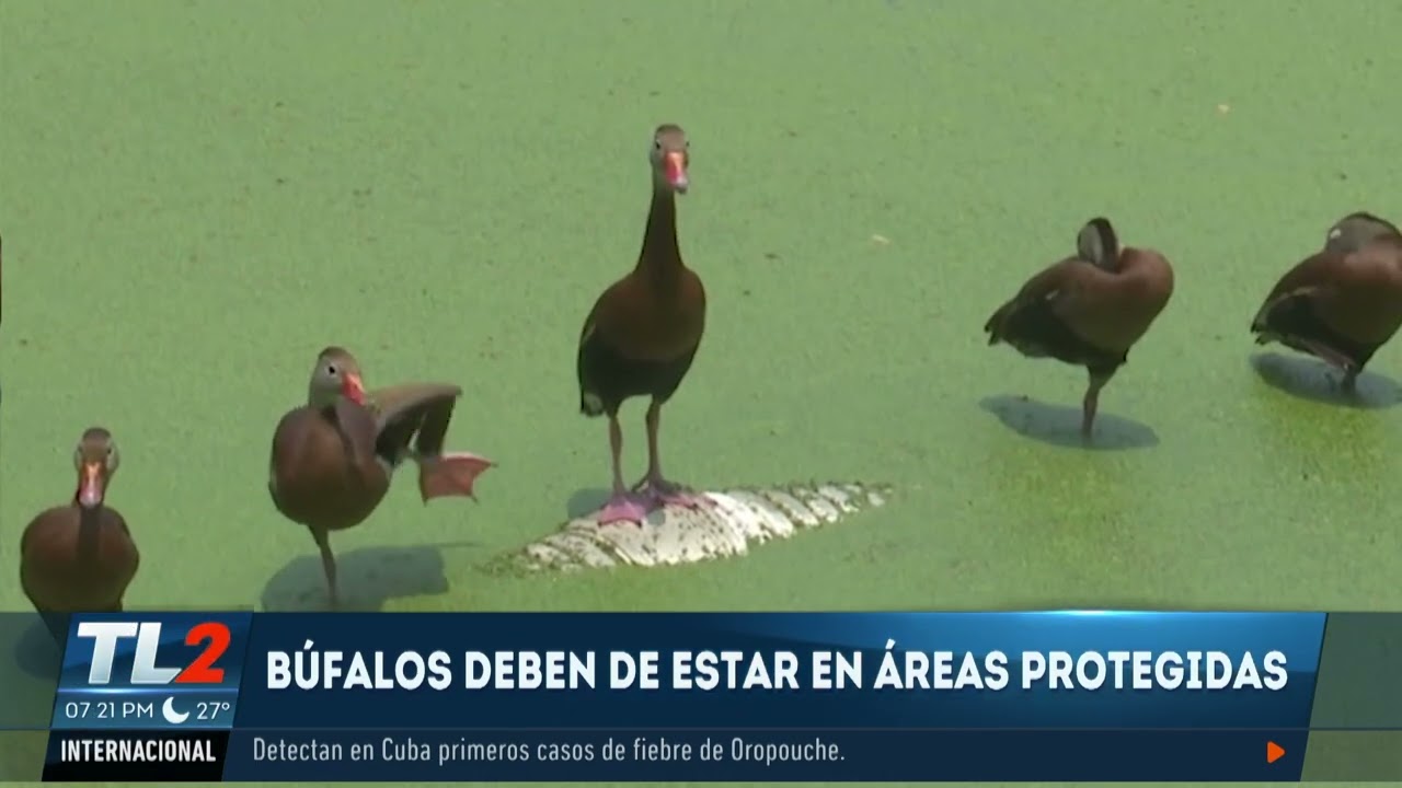CRIANZA DE BÚFALOS DE AGUA EN CHALATENANGO