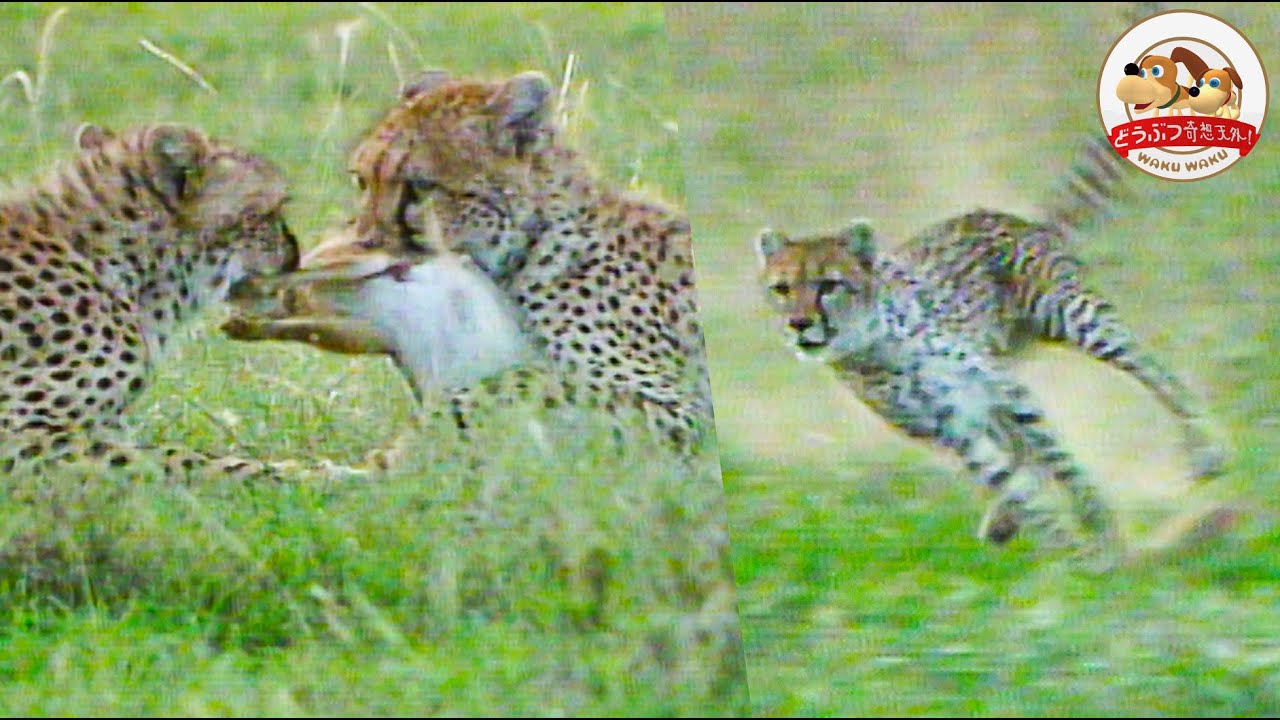 【狩りの猛特訓】失敗続きの幼いチーター姉妹、ついにヌーの巨体に襲いかかる！そして母との別れへ【どうぶつ奇想天外／WAKUWAKU】