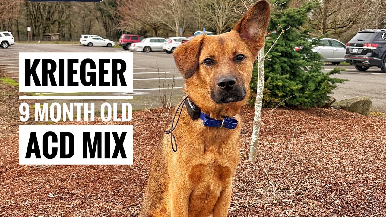Krieger ACD GSD Mix Best Trained Dogs of OR | Best Trained Dogs of OR | Portland Offleash K9
