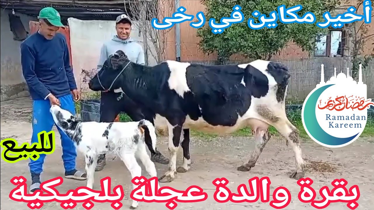دائما الجديد💫 بقرة والدة عجلة بلجيكية🥇 إتصل 06.74.76.58.43 📞ألو سي رشيد نواحي الغرب🇲🇦 
