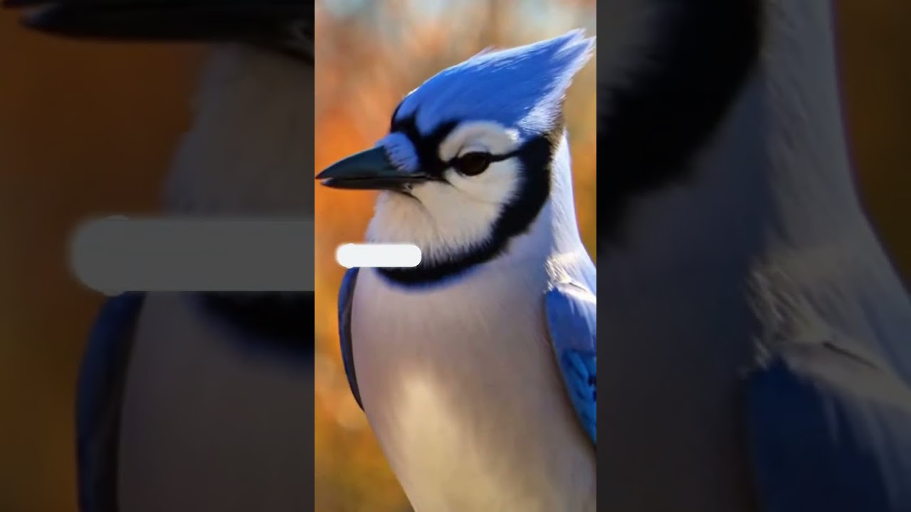 Red Cardinal Bird Makes Fun of a Blue Jay