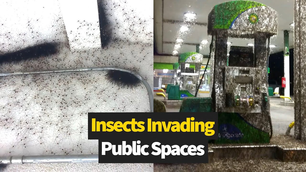 Bizzare insect invasions from around the world 🤯