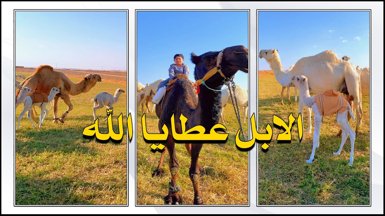 زيارة لمزرعة أبناء صالح السلمان رحمه الله