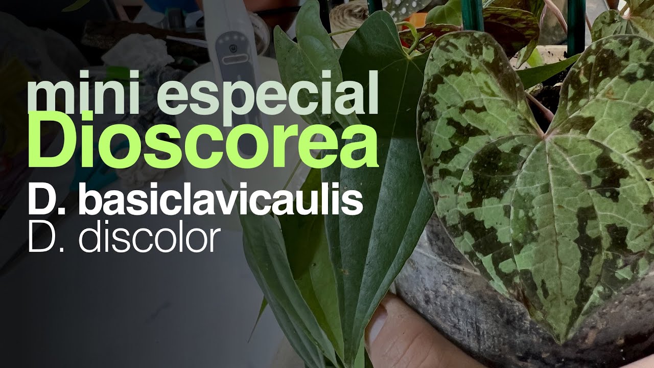 Dioscorea discolor e Dioscorea basiclavicaulis - Plantas de Coleção | Jardineiros Urbanos por Flay