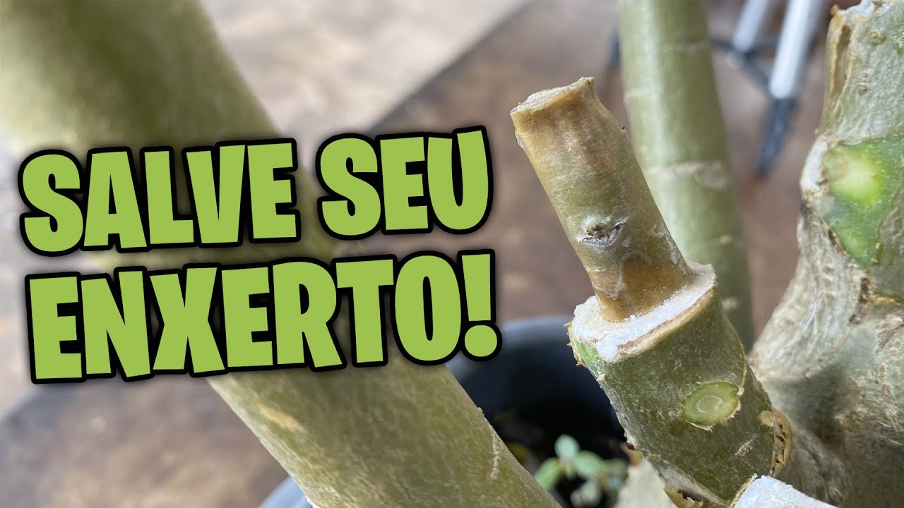 ENXERTO em rosa do deserto. NÃO PEGA Saiba Como Evitar o Apodrecimento!