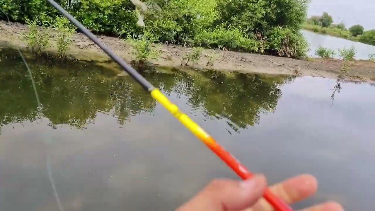 Mancing ikan mujaer pake umpan udang