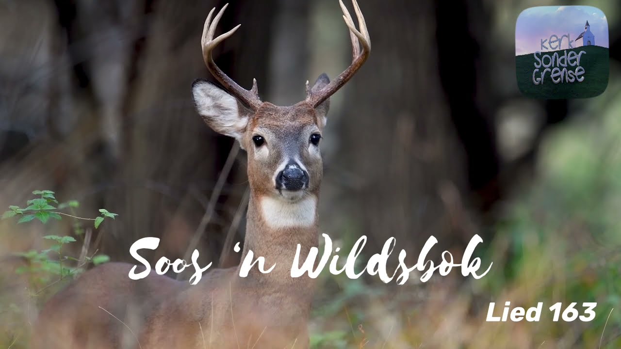 Soos ‘n wildsbok / As the deer
