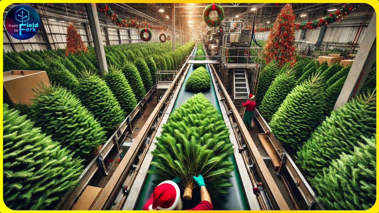 How to Harvest and Grow Millions of Christmas Trees - Christmas Tree Farm | Farming Documentary