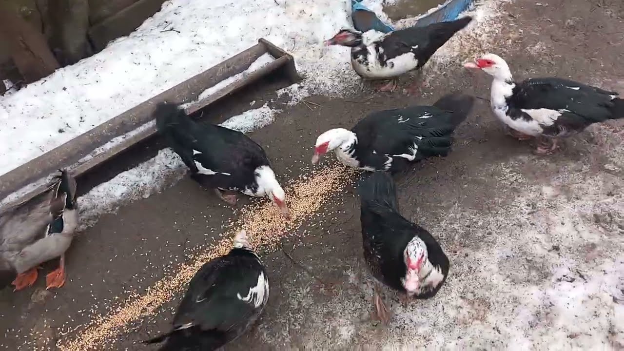 PUTINI OAMENI CUNOSC JEMECHERIA CU CAPAC LA GASTE SI RATE