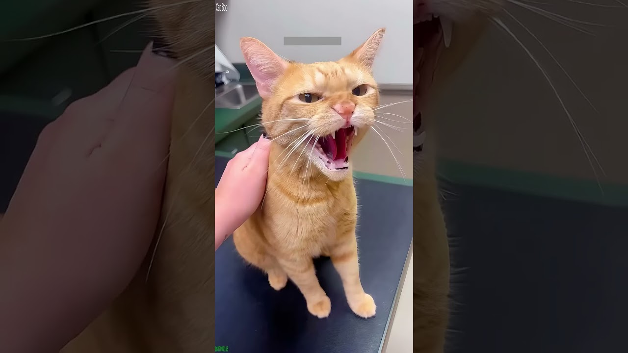 Funny Pets 🐕 #viral 😼 # Ep 2190