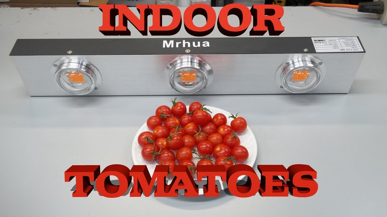 Indoor Tomato Harvest - Mrhua 600watt COB LED Grow Light Review