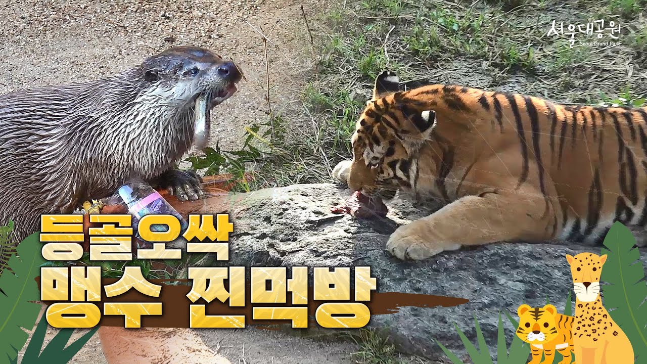 소고기 vs 닭고기 맹수들의 선택은?🐯ㅣ맹수사 사육사 브이로그 하드털이
