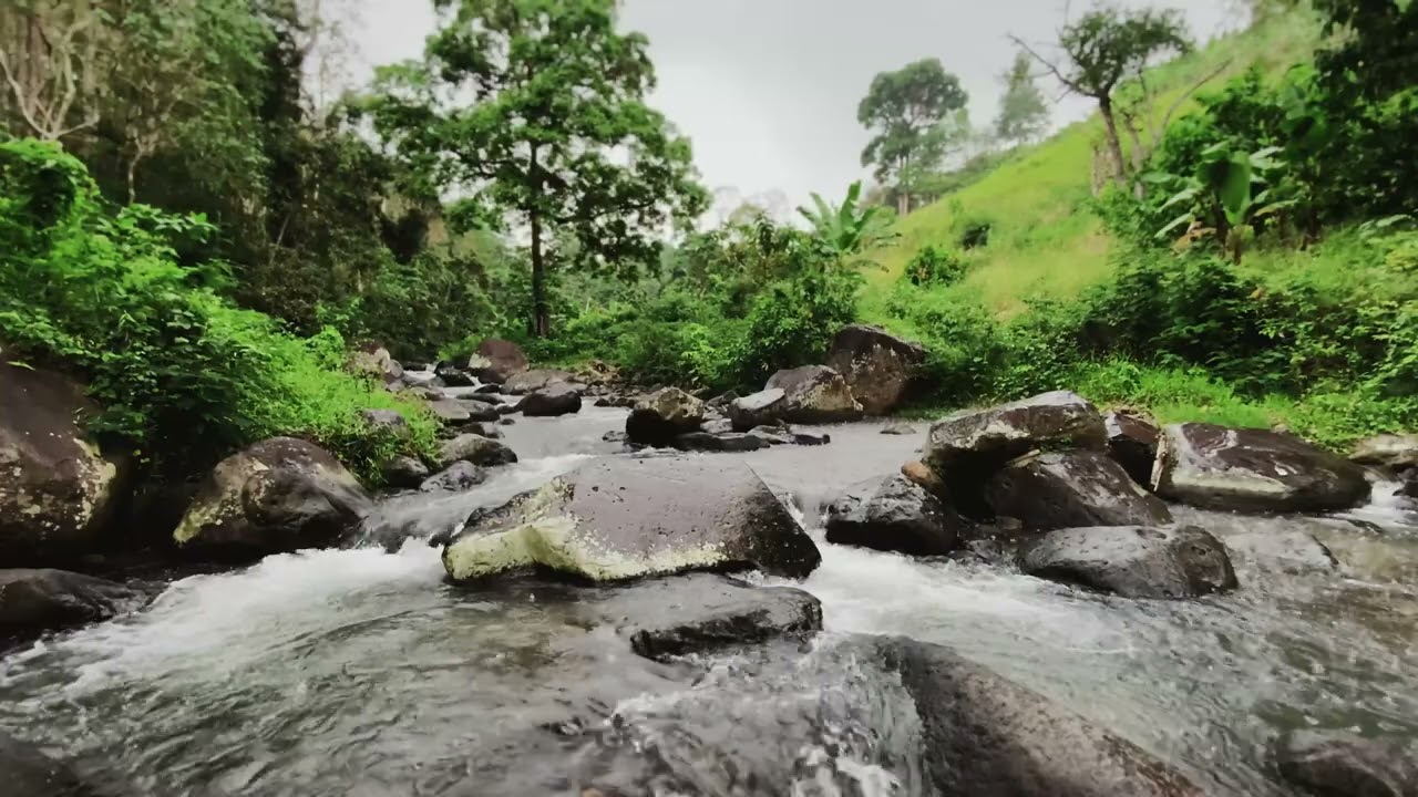Discover Tranquil Forest River Sounds For Meditation And Calm Focus
