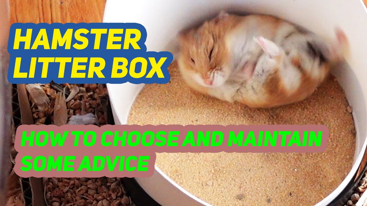 How to Choose and Maintain Hamster Litter Box. Some Tips