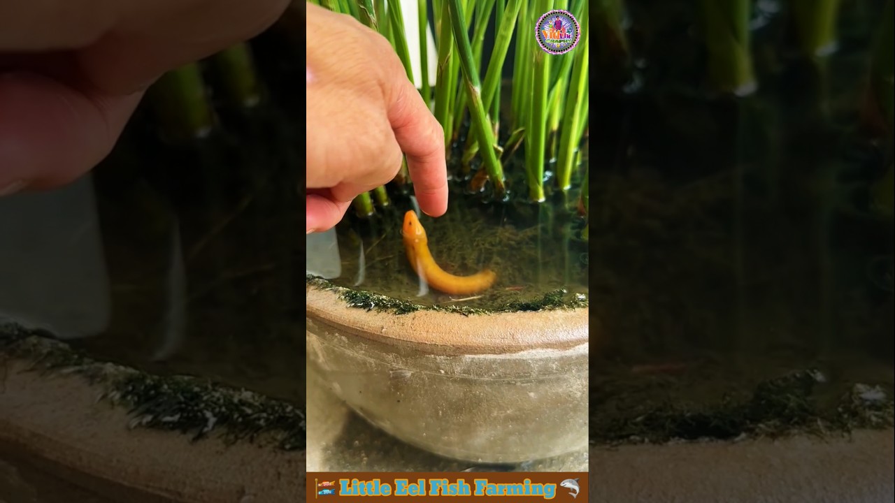 Little Eel Fish Farming 🦈 Fish Video 🐠 Fish Farming Video 🎏 