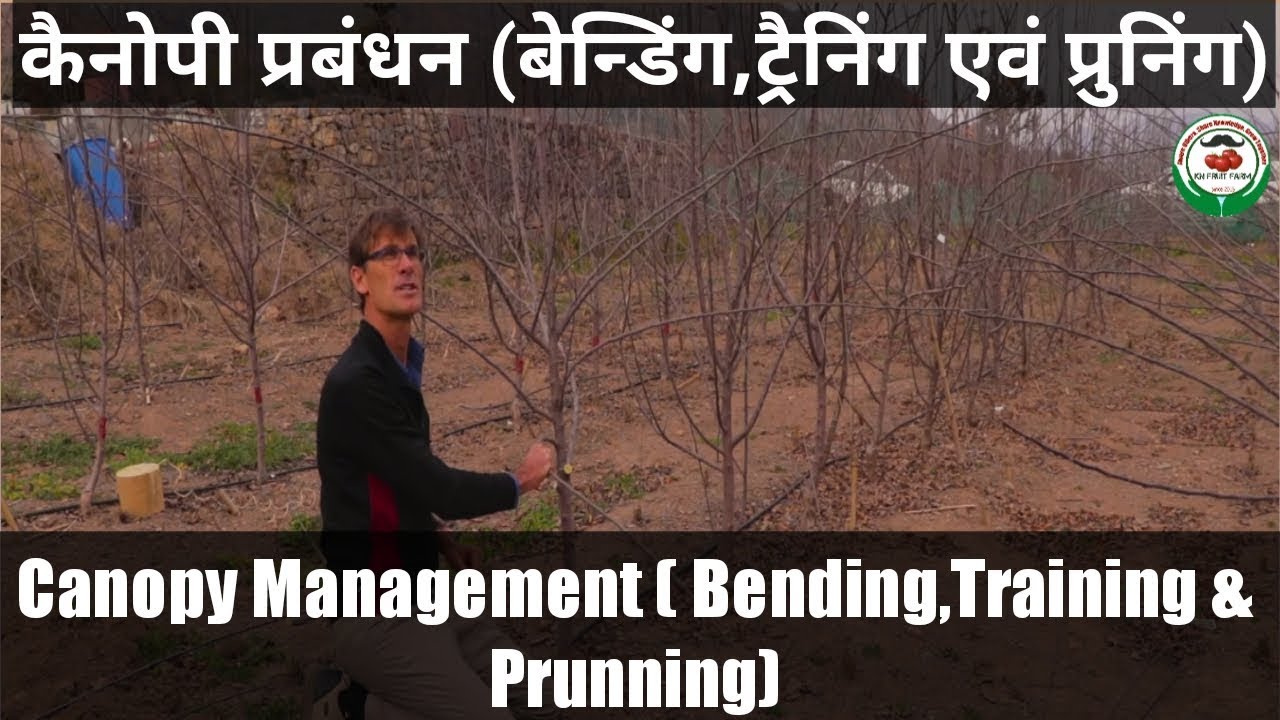 Pruning & Bending in apple Tree (सेब के पौधों की बेंडिंग एवं प्रून्निंग)