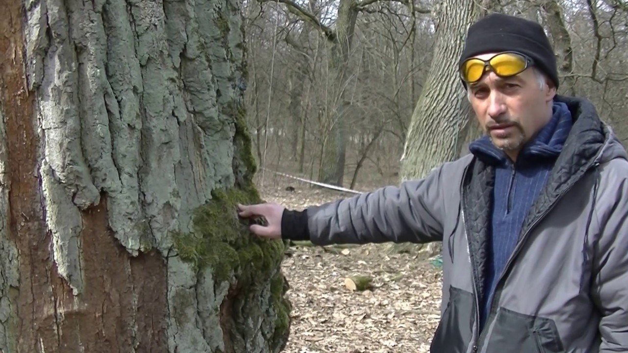 Эксперт арборист Игорь Сингер комментирует поражение коры дуба, наличие мха.
