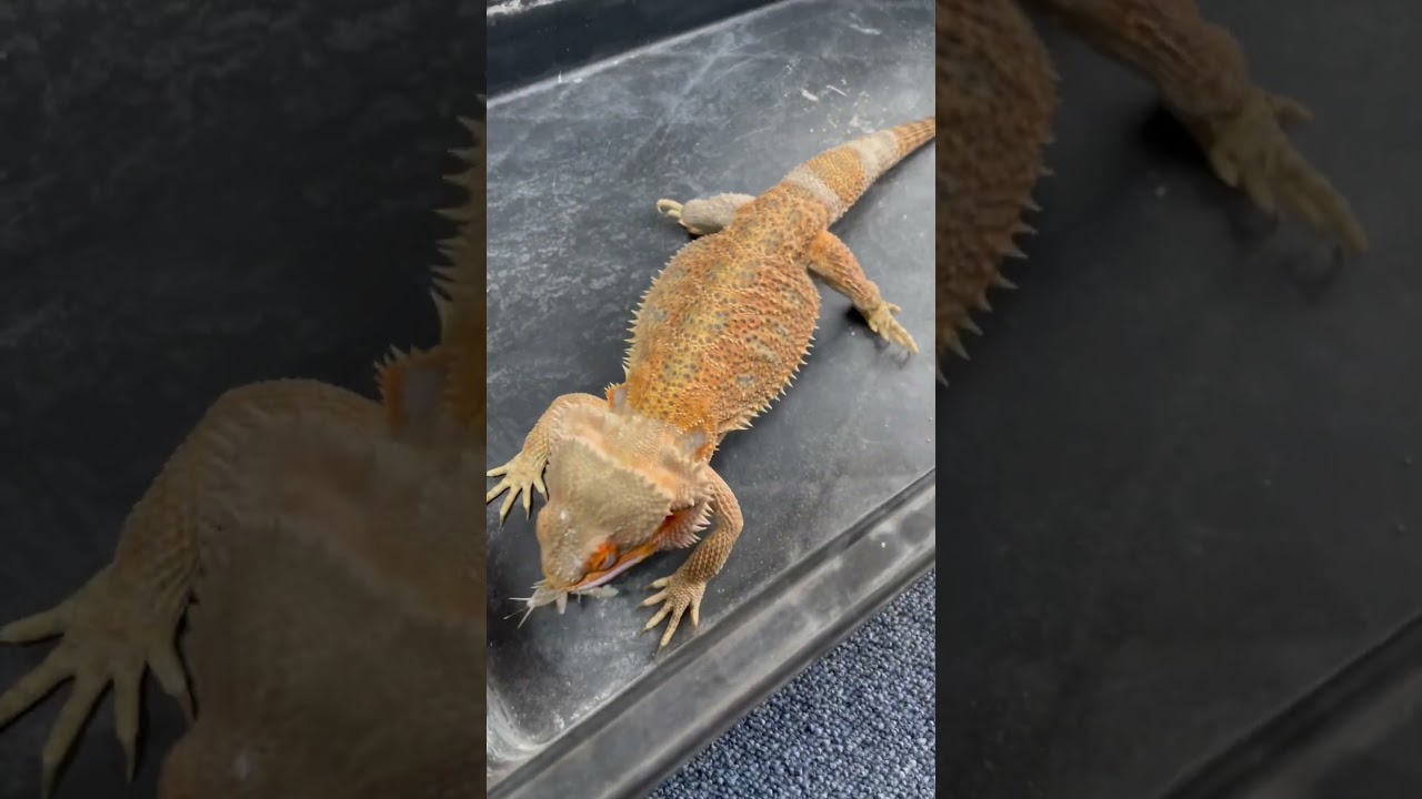 生き餌を食べてるのを見ると興奮してしまう私です！きちのすけのごはん#フトアゴヒゲトカゲ