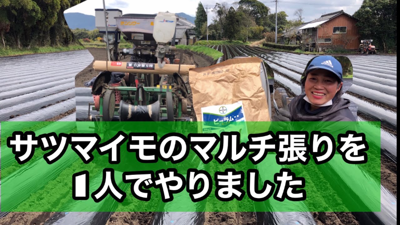 【サツマイモのマルチ】【管理作業】肥料と殺虫剤マルチの中【に入れました定期】日本農業