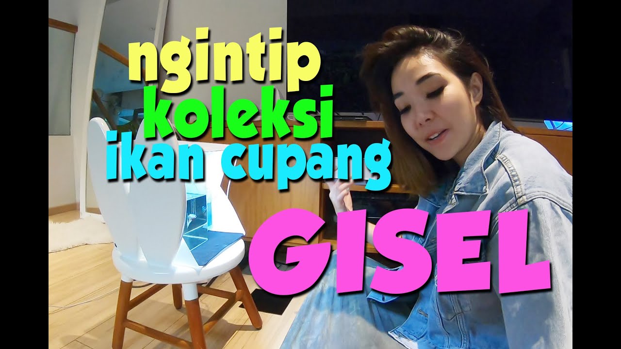 GISEL PUNYA IKAN CUPANG