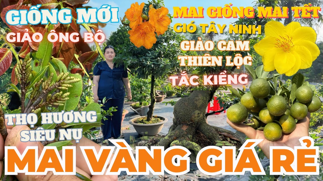 21-01 CHỊ THANH TRÀ Giao Lưu Mai Vàng Giá Rẻ, Mai Giống Mới, Mai Chơi Tết Giá Rẻ • THÀNH TRỌNG LÊ