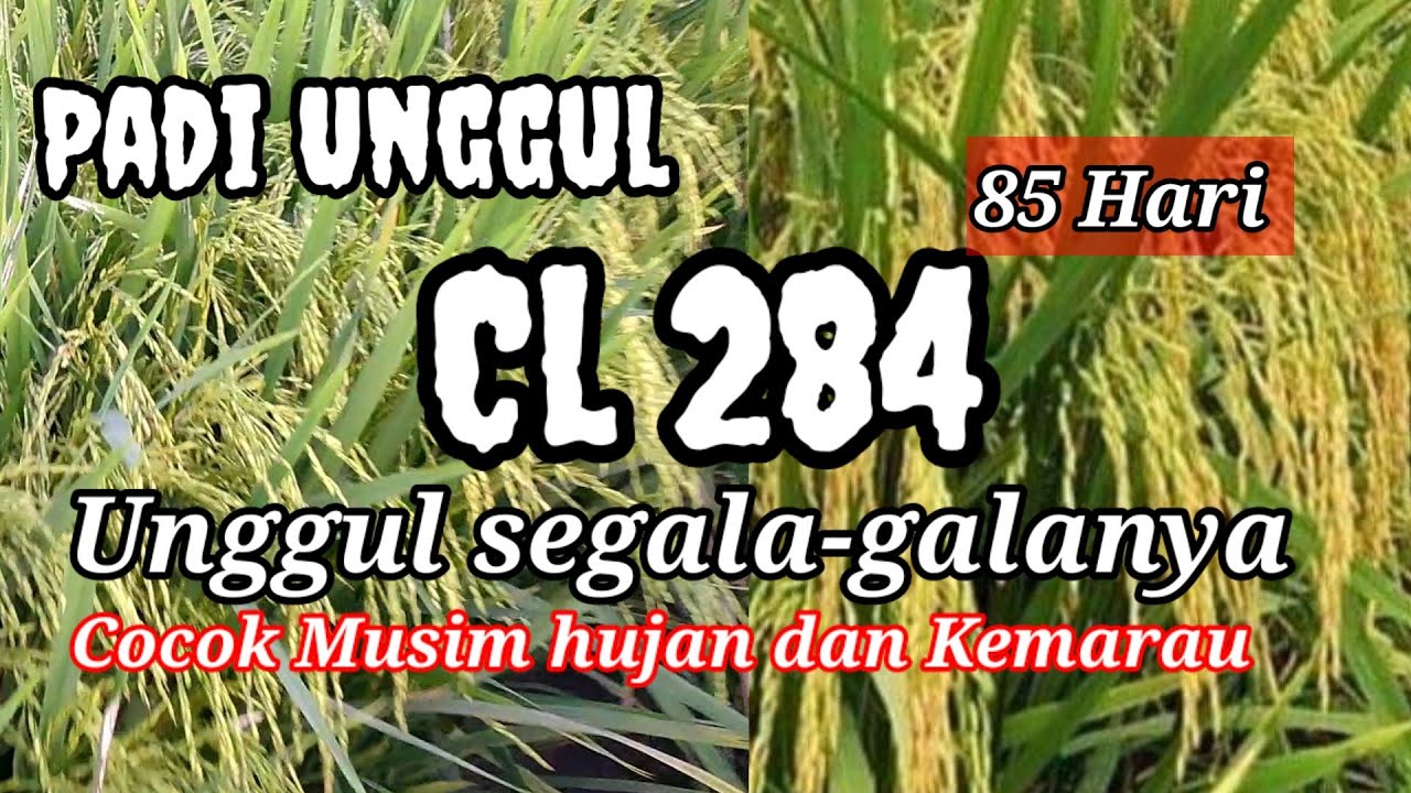 Padi Cl 284 || Potensi Hasil Tinggi || Tahan Rebah.