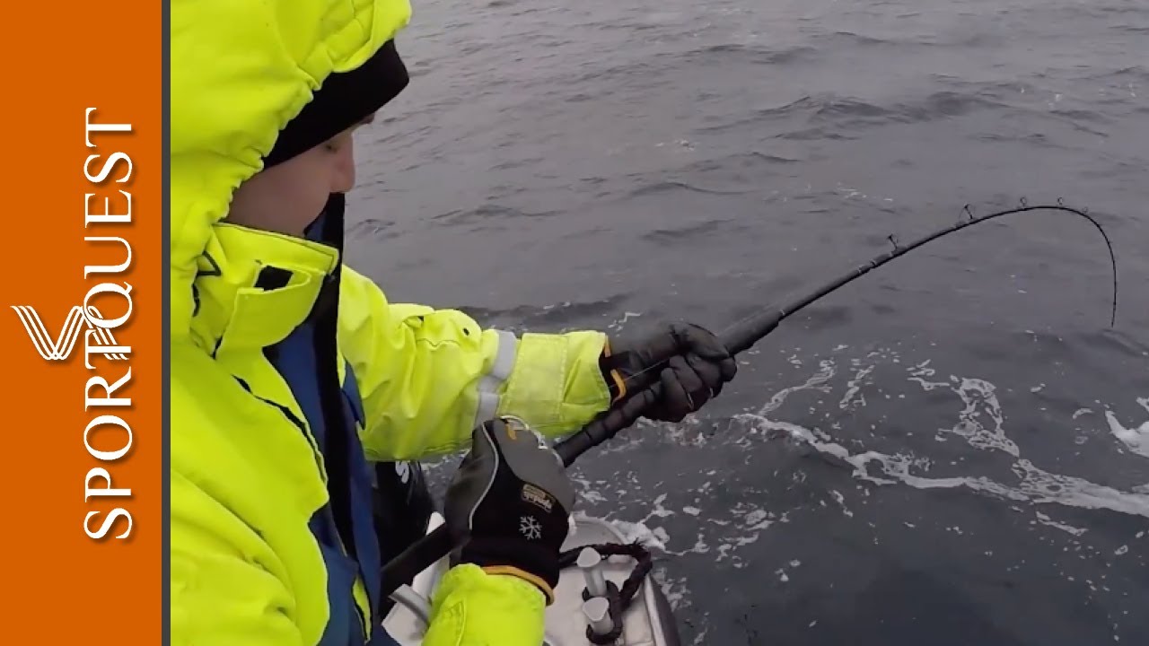 Monster Skrei Cod Fishing in Northern Norway 🇳🇴