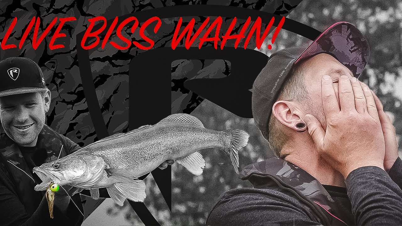 Mit Fireball auf Zander | LIVE-BISS-WAHN | Zanderangeln | Fishing | Raubfischangeln | Fox Rage