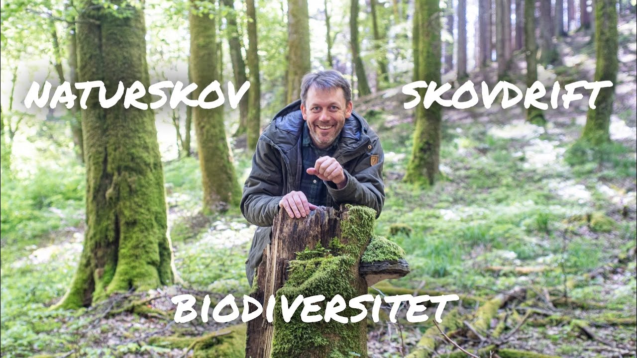 Er der liv i skoven? - Skov og Biodiversitet