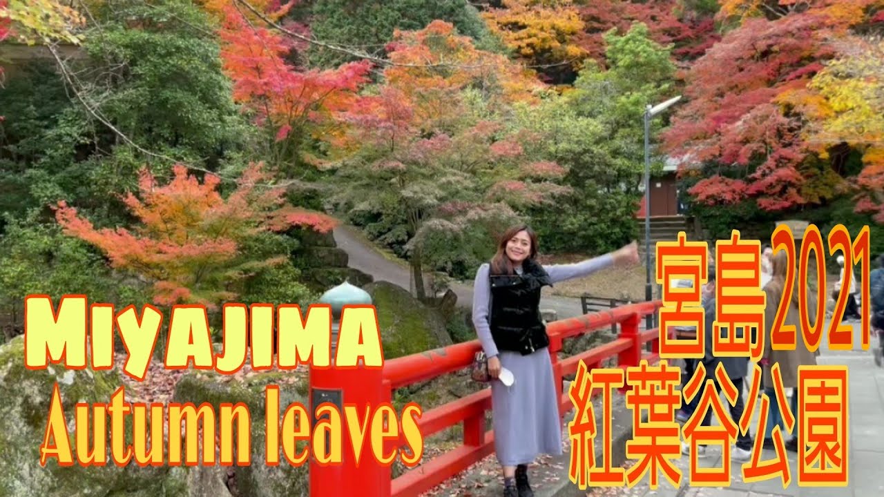 宮島 紅葉谷 公園🍁Miyajima Beautiful autumn leaves/Ms,lemon🍋