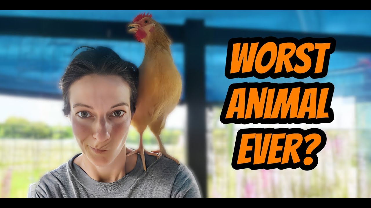 Why Roosters Are the WORST (Seriously, They're TERRIBLE)