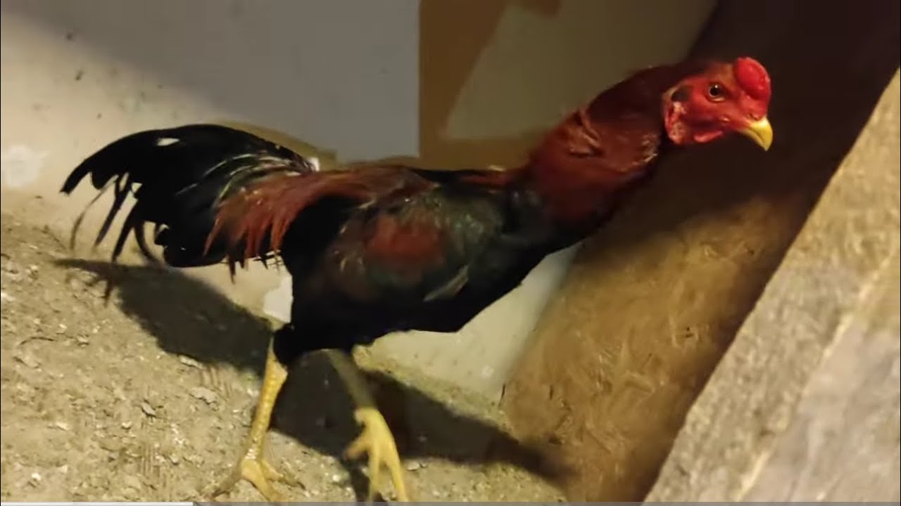 /// GÜZEL EŞLEMELERDEN GÜZEL YAVRU ALINIR ÖNEMLİ OLAN EŞLEME ///