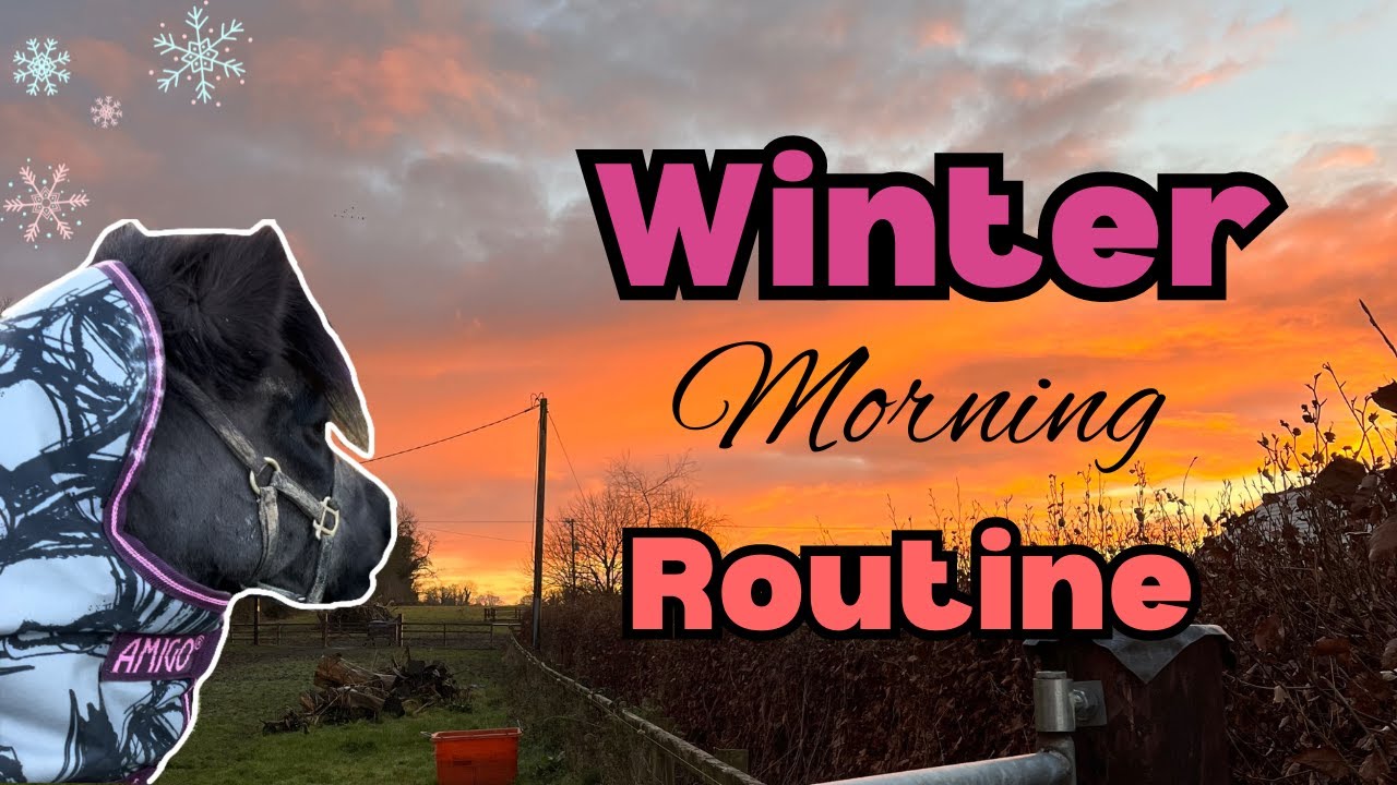 SHETLAND PONY MORNING ROUTINE