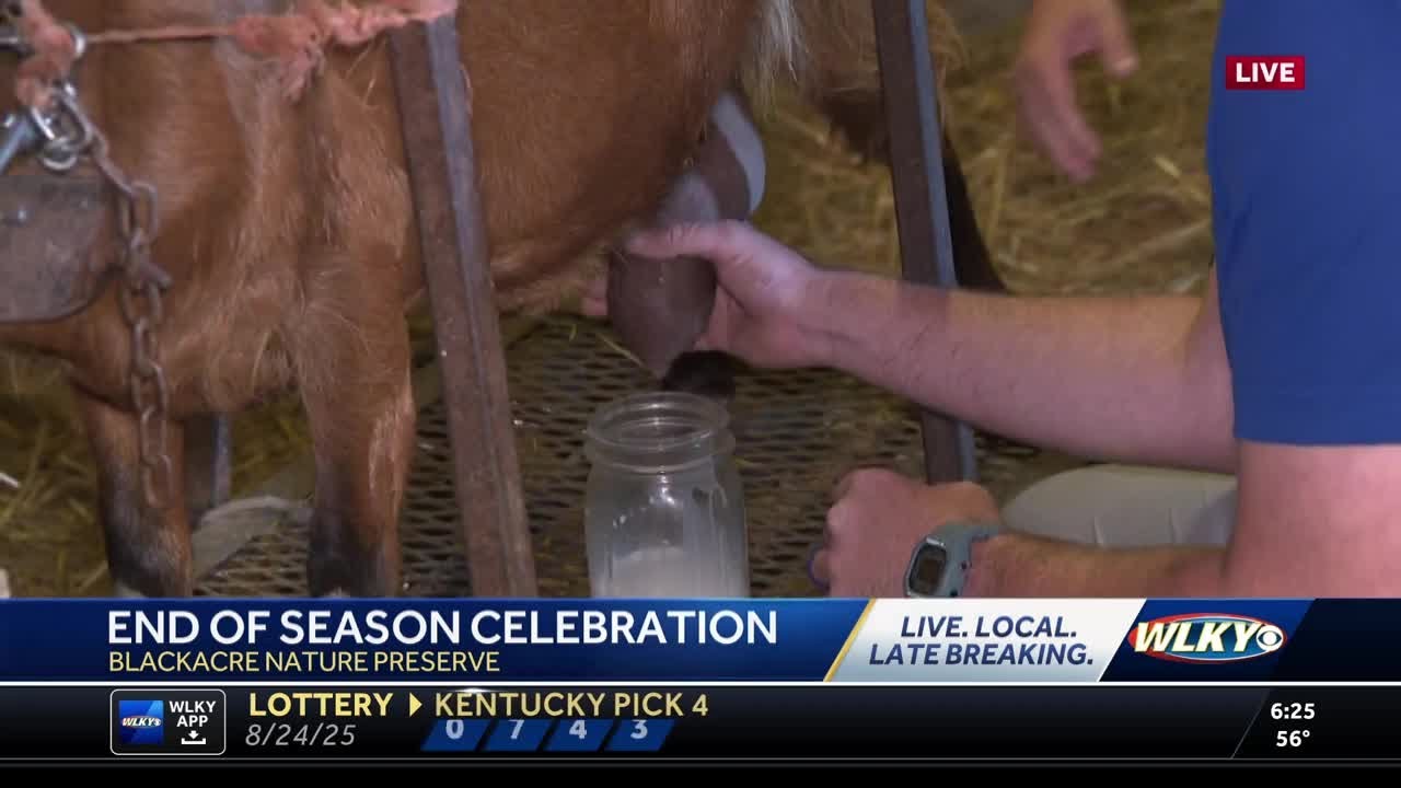 Milking goats at Blackacre Preserve