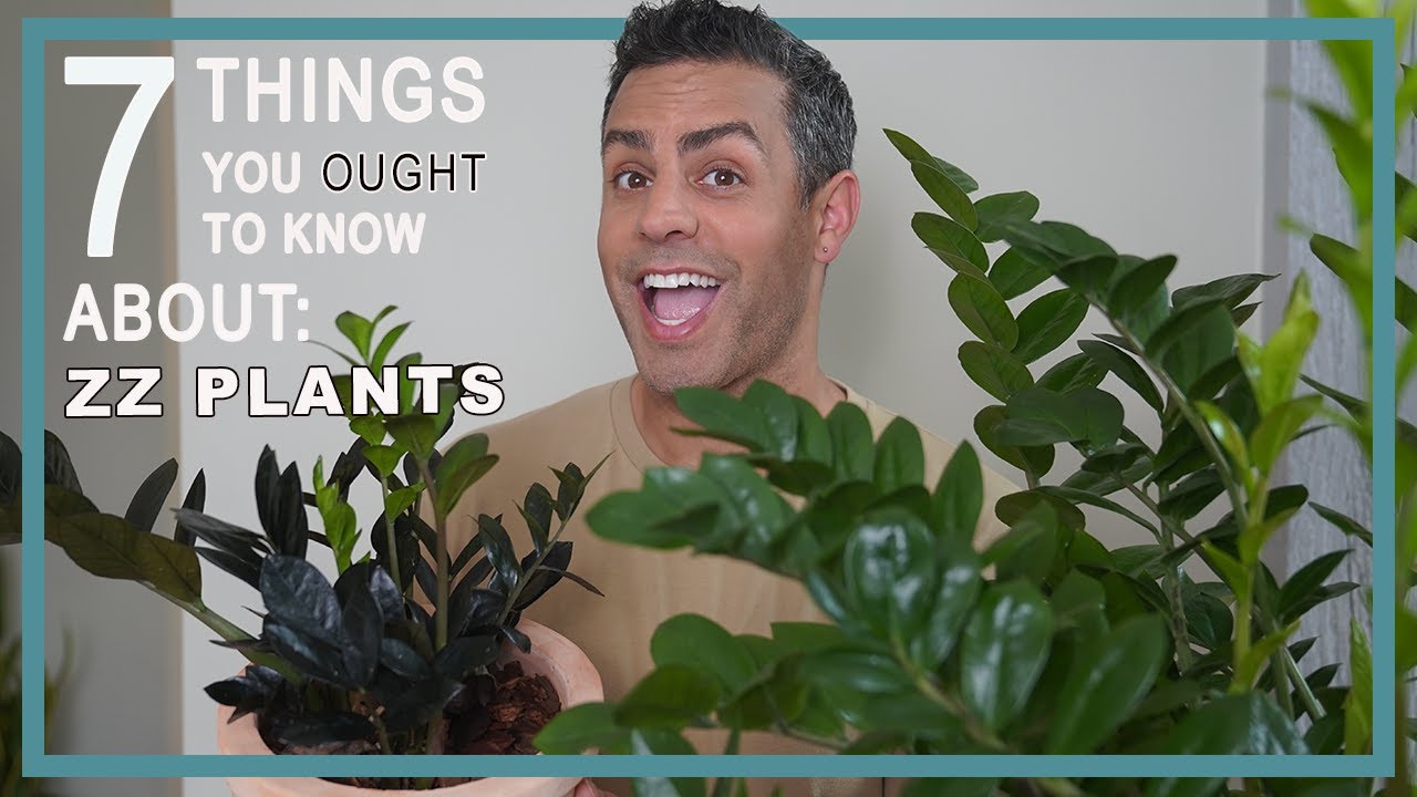 7 Things You Ought To Know About Caring For Your ZZ PLANT (Zamioculcas Zamiifolia) Plant Care Tips