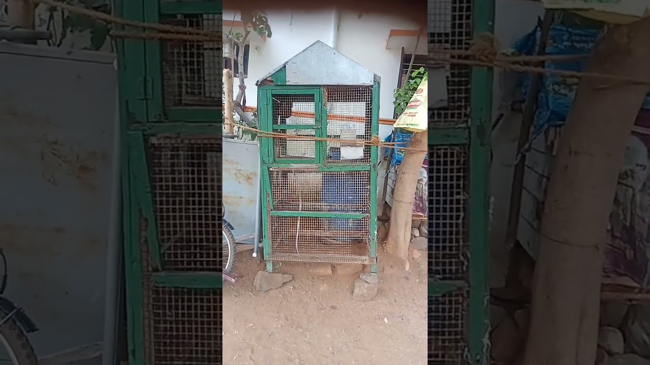 New update hen's cage 🐓🐔❤️👍