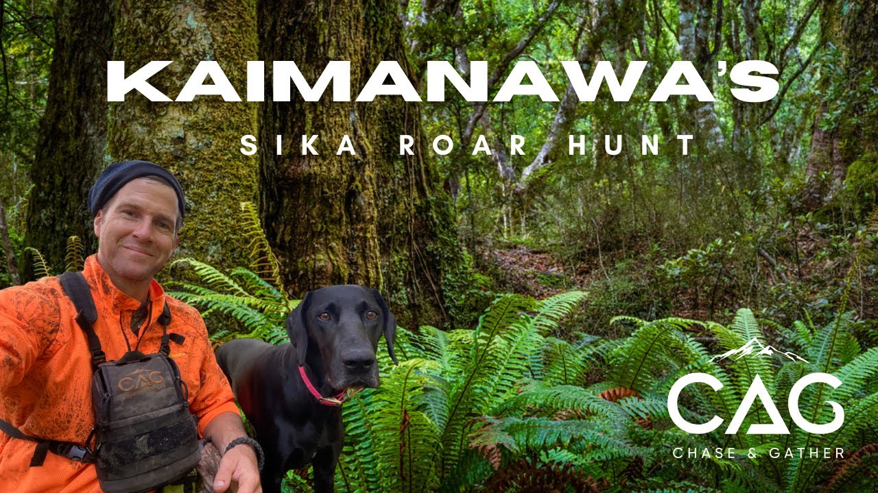 Kaimanawa’s Sika Roar
