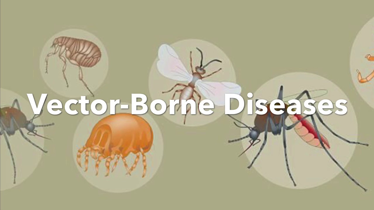 Animal Diseases: Malaria